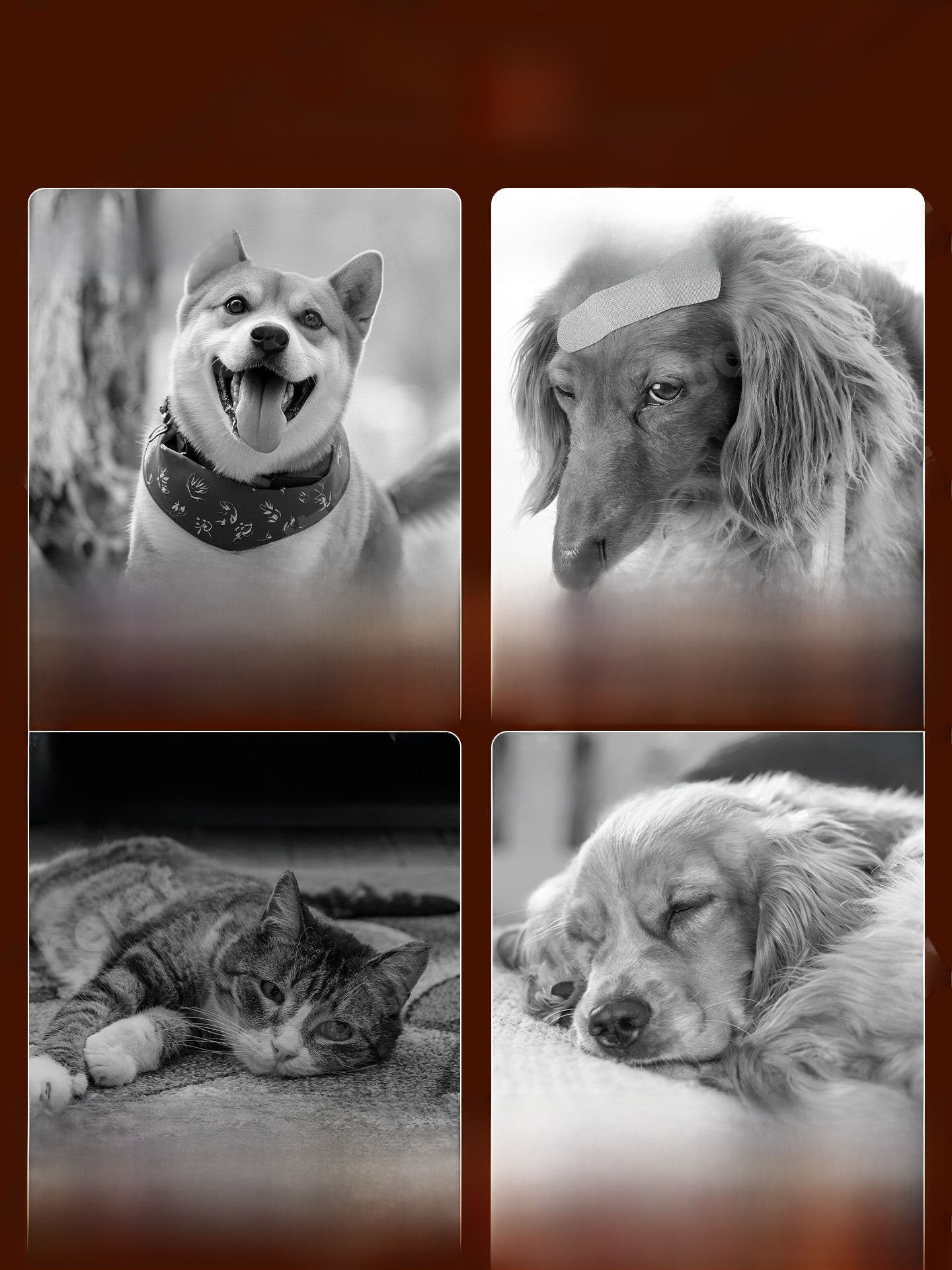 Infrared Heating Pad for Pets